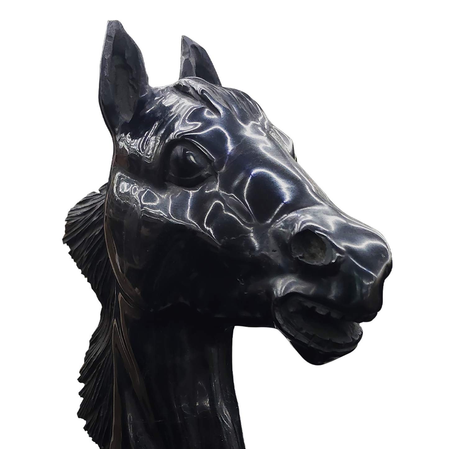 Horse Foal